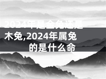 2024年是金兔还是木兔,2024年属兔的是什么命