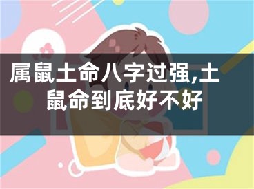 属鼠土命八字过强,土鼠命到底好不好