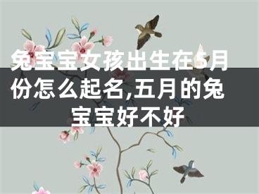 兔宝宝女孩出生在5月份怎么起名,五月的兔宝宝好不好