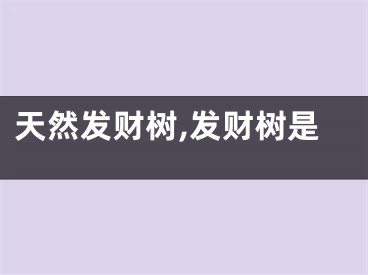 天然发财树,发财树是