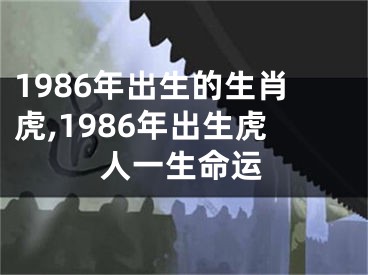 1986年出生的生肖虎,1986年出生虎人一生命运