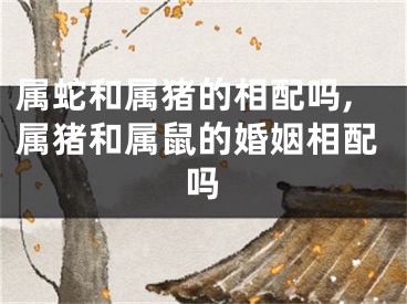 属蛇和属猪的相配吗,属猪和属鼠的婚姻相配吗