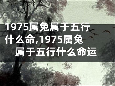 1975属兔属于五行什么命,1975属兔属于五行什么命运