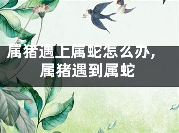 属猪遇上属蛇怎么办,属猪遇到属蛇