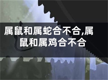 属鼠和属蛇合不合,属鼠和属鸡合不合
