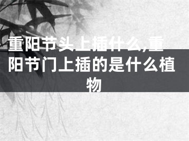 重阳节头上插什么,重阳节门上插的是什么植物