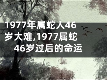 1977年属蛇人46岁大难,1977属蛇46岁过后的命运