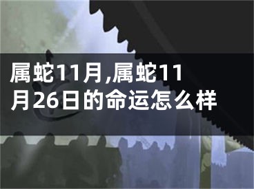 属蛇11月,属蛇11月26日的命运怎么样