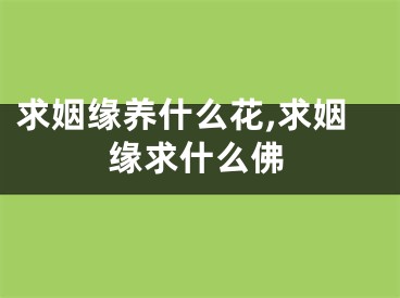 求姻缘养什么花,求姻缘求什么佛