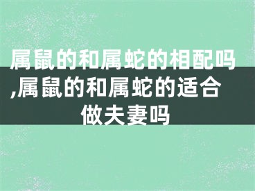 属鼠的和属蛇的相配吗,属鼠的和属蛇的适合做夫妻吗