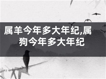 属羊今年多大年纪,属狗今年多大年纪