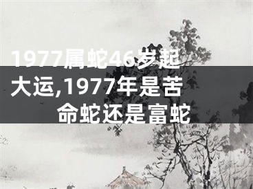 1977属蛇46岁起大运,1977年是苦命蛇还是富蛇