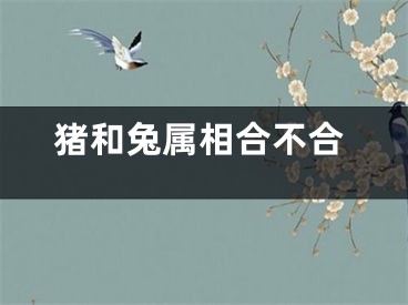 猪和兔属相合不合