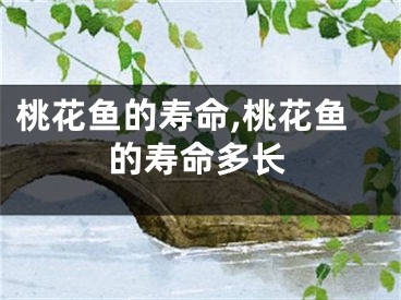 桃花鱼的寿命,桃花鱼的寿命多长
