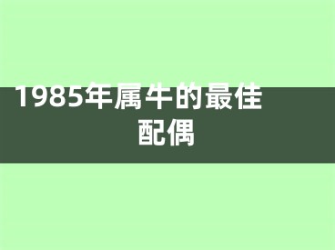 1985年属牛的最佳配偶