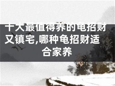 十大最值得养的龟招财又镇宅,哪种龟招财适合家养