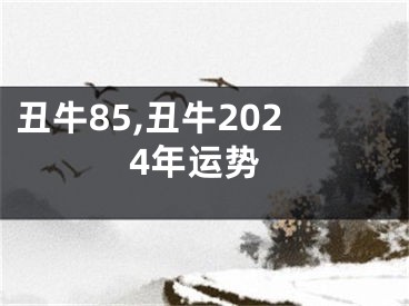 丑牛85,丑牛2024年运势