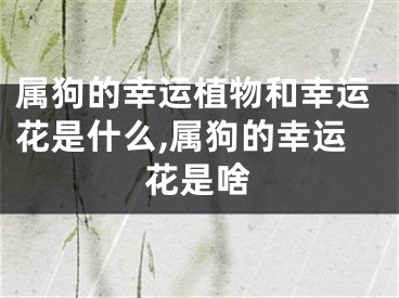 属狗的幸运植物和幸运花是什么,属狗的幸运花是啥