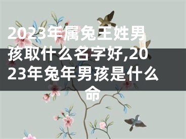 2023年属兔王姓男孩取什么名字好,2023年兔年男孩是什么命