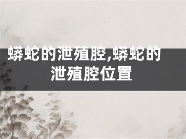 蟒蛇的泄殖腔,蟒蛇的泄殖腔位置