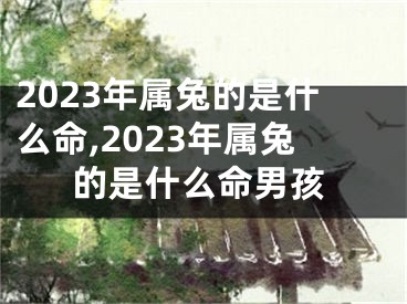 2023年属兔的是什么命,2023年属兔的是什么命男孩