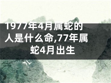 1977年4月属蛇的人是什么命,77年属蛇4月出生