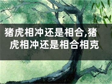 猪虎相冲还是相合,猪虎相冲还是相合相克