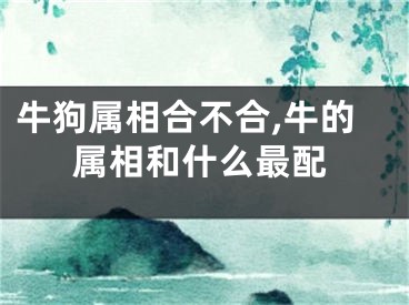 牛狗属相合不合,牛的属相和什么最配
