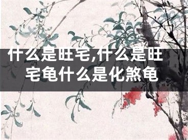 什么是旺宅,什么是旺宅龟什么是化煞龟