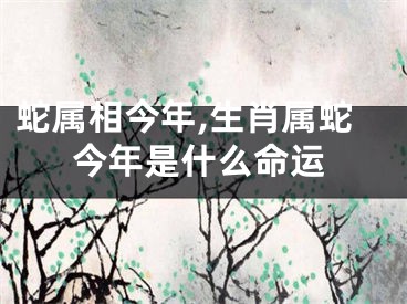 蛇属相今年,生肖属蛇今年是什么命运