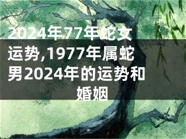 2024年77年蛇女运势,1977年属蛇男2024年的运势和婚姻