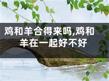 鸡和羊合得来吗,鸡和羊在一起好不好