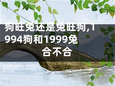 狗旺兔还是兔旺狗,1994狗和1999兔合不合