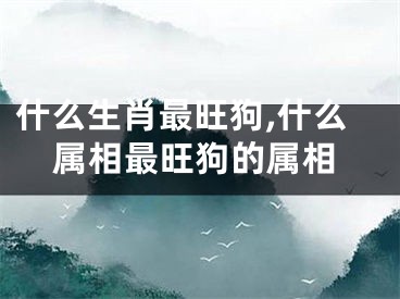 什么生肖最旺狗,什么属相最旺狗的属相