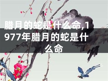 腊月的蛇是什么命,1977年腊月的蛇是什么命