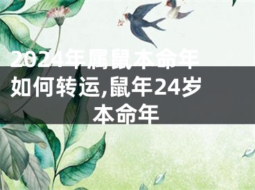 2024年属鼠本命年如何转运,鼠年24岁本命年
