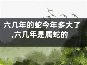 六几年的蛇今年多大了,六几年是属蛇的