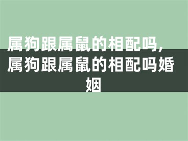 属狗跟属鼠的相配吗,属狗跟属鼠的相配吗婚姻
