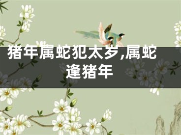 猪年属蛇犯太岁,属蛇逢猪年