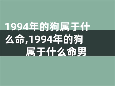 1994年的狗属于什么命,1994年的狗属于什么命男
