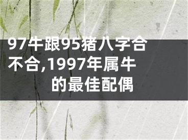 97牛跟95猪八字合不合,1997年属牛的最佳配偶