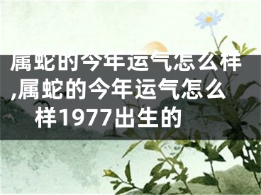 属蛇的今年运气怎么样,属蛇的今年运气怎么样1977出生的
