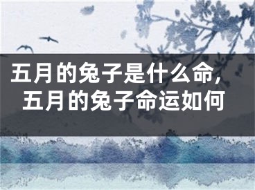 五月的兔子是什么命,五月的兔子命运如何