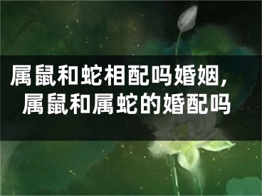 属鼠和蛇相配吗婚姻,属鼠和属蛇的婚配吗