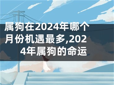 属狗在2024年哪个月份机遇最多,2024年属狗的命运