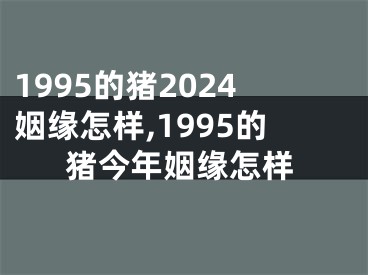 1995的猪2024姻缘怎样,1995的猪今年姻缘怎样