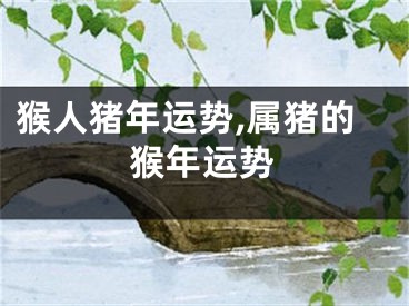 猴人猪年运势,属猪的猴年运势