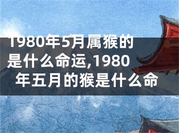 1980年5月属猴的是什么命运,1980年五月的猴是什么命