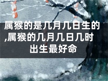 属猴的是几月几日生的,属猴的几月几日几时出生最好命