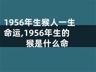 1956年生猴人一生命运,1956年生的猴是什么命